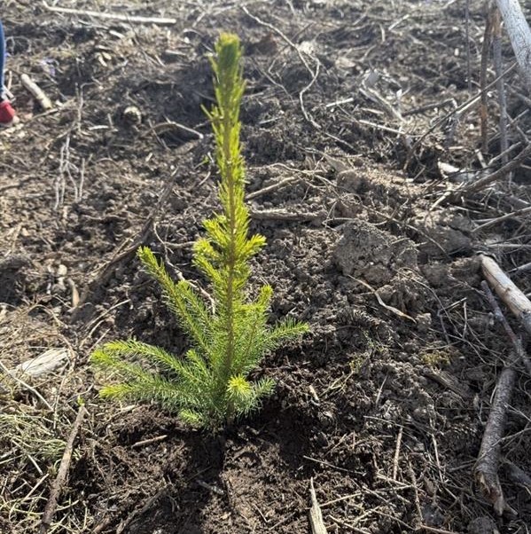 Eugesta green Traditions: Tree planting